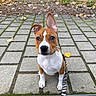 dog, puppy, brown_and_white, sitting, outdoor, park, playground, pavement, sidewalk, leash, collar, upright_ears, wide_eyes, portrait, pet, animal, trees, leaves, garden, daylight