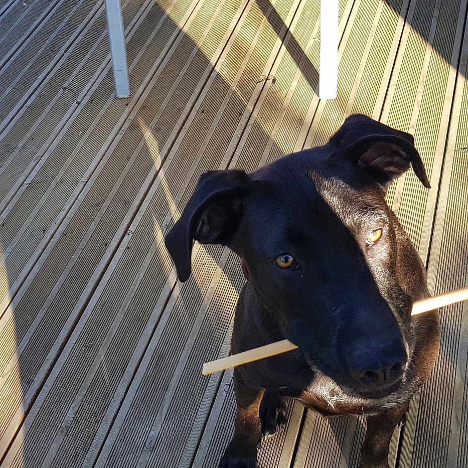 Diego participe au concours pour gagner de l'argent avec cette photo : animal, architecture, boardwalk, bridge, building, canine, deck, dog, greatdane, hardwood, hound, house, housing, labradorretriever, lumber, pet, plywood, pointer, porch, wood
