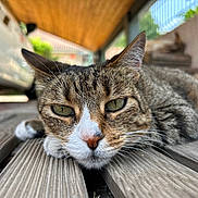 Nutella participe au concours pour gagner de l'argent avec cette photo : cat, tabby, close_up, wooden_planks, carport, outdoor, relaxed, animal, pet, fur, whiskers, nose, eyes, car, blurred_background, nature, daylight, resting, head, paw