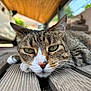 cat, tabby, close_up, wooden_planks, carport, outdoor, relaxed, animal, pet, fur, whiskers, nose, eyes, car, blurred_background, nature, daylight, resting, head, paw