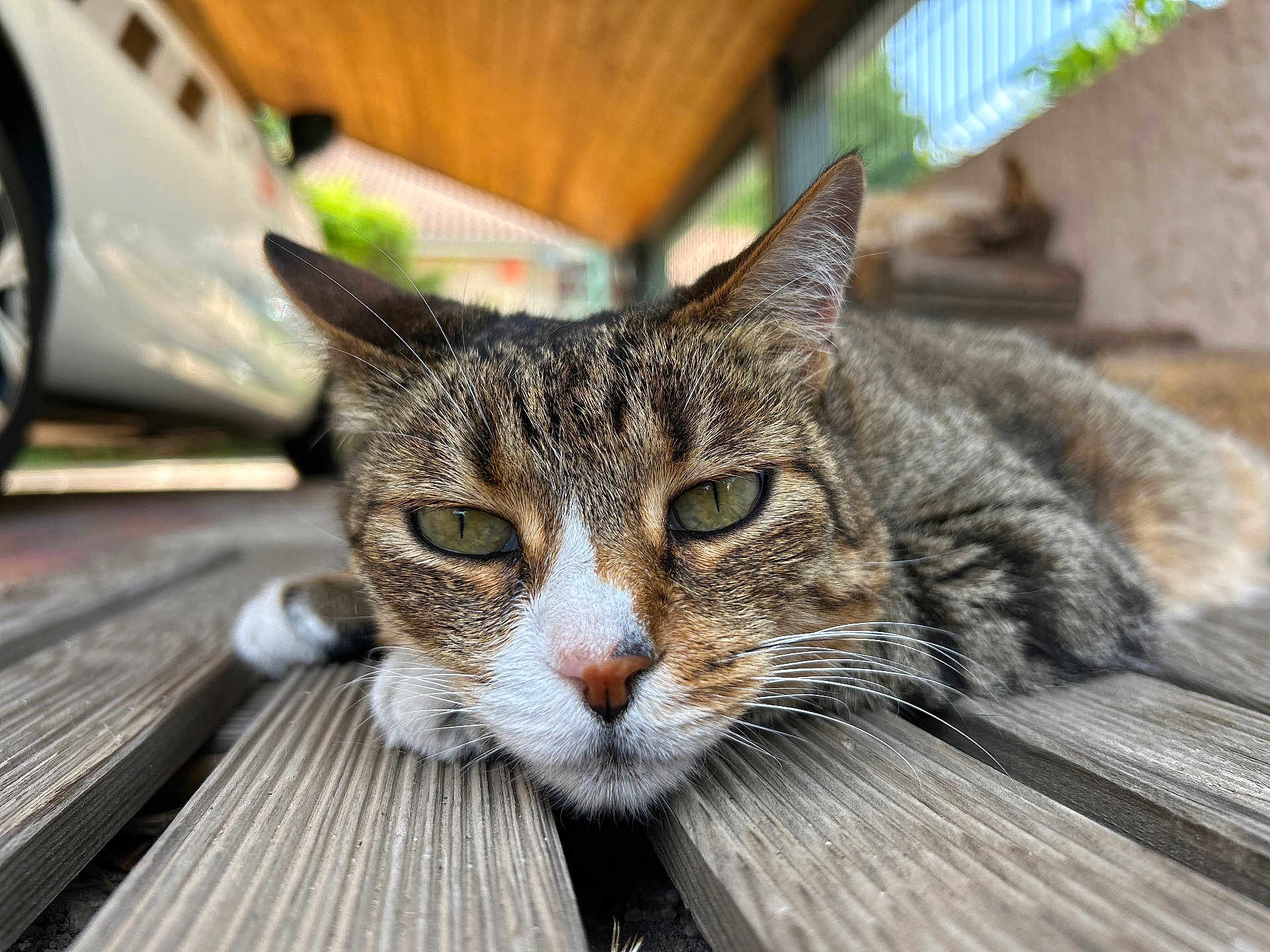 Nutella participe au concours pour gagner de l'argent avec cette photo : cat, tabby, close_up, wooden_planks, carport, outdoor, relaxed, animal, pet, fur, whiskers, nose, eyes, car, blurred_background, nature, daylight, resting, head, paw