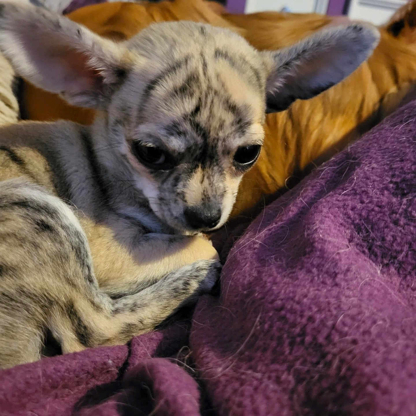 Beau