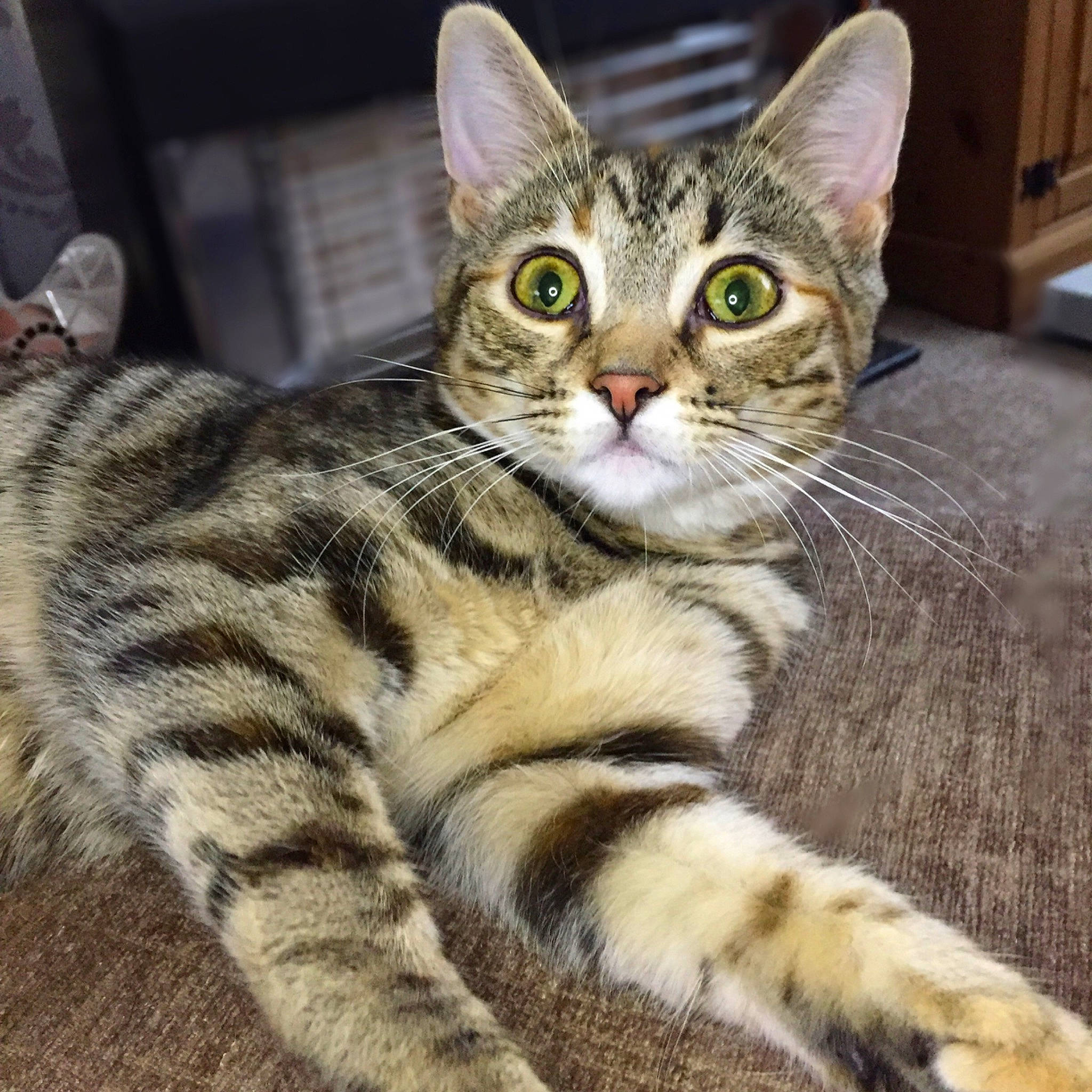 Poppy is registered to the contest to win money with this photo: aegean_cat, american_shorthair, american_wirehair, asian, australian_mist, california_spangled, carnivore, cat, domestic_short_haired_cat, dragon_li, european_shorthair, felidae, kitten, mammal, small_to_medium_sized_cats, sokoke, tabby_cat, toyger, vertebrate, whiskers