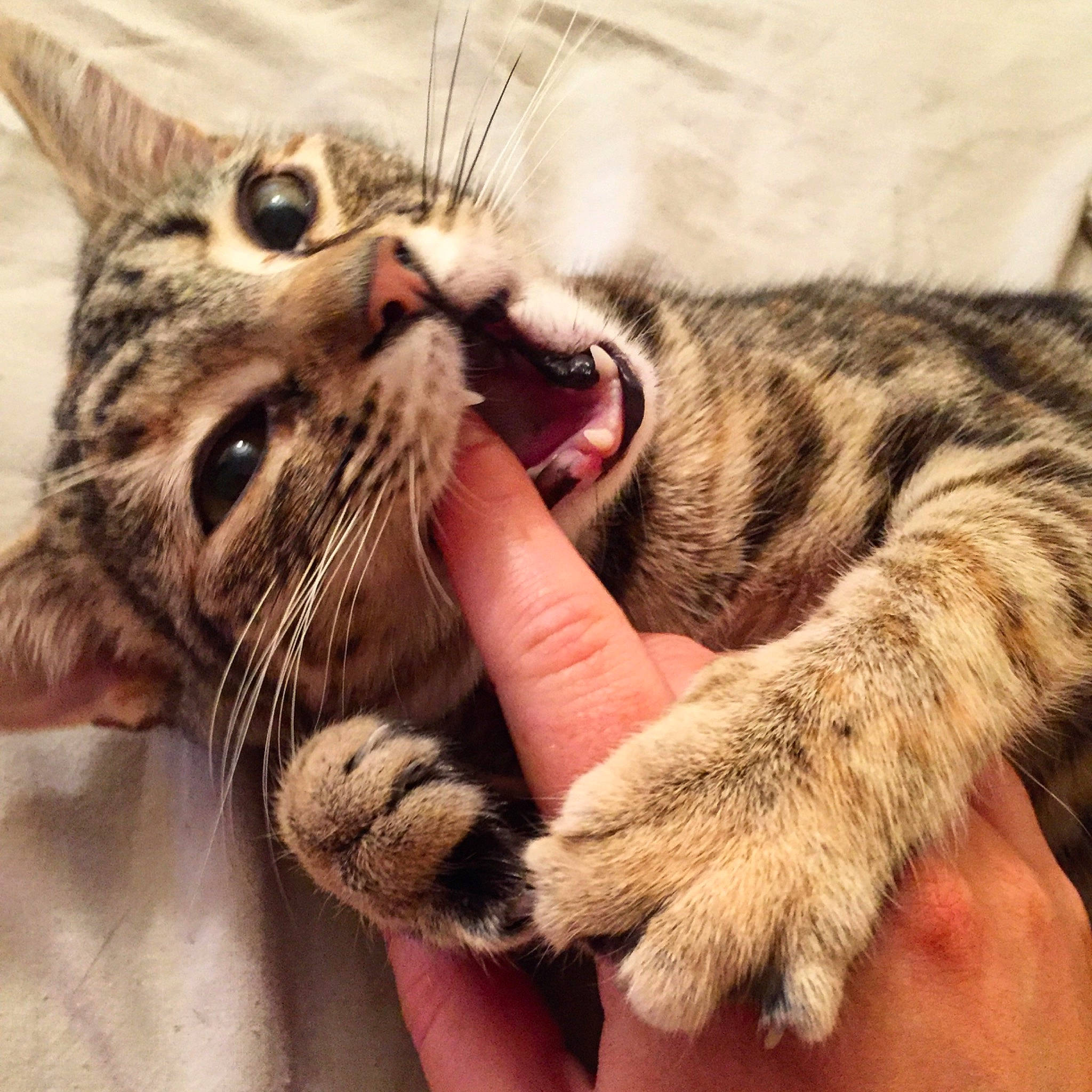 Poppy is registered to the contest to win money with this photo: american_shorthair, asian, bengal, california_spangled, carnivore, cat, dragon_li, egyptian_mau, european_shorthair, eye, felidae, fur, kitten, mammal, ocicat, pixie_bob, small_to_medium_sized_cats, snout, tabby_cat, whiskers