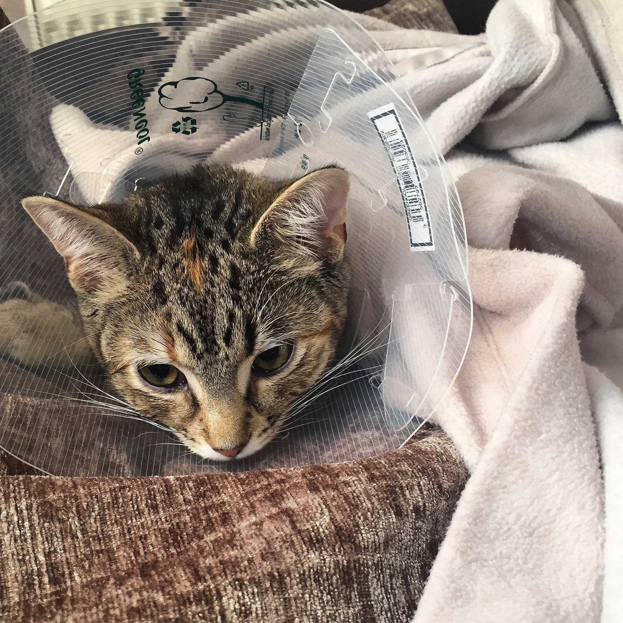 Poppy joined the competition — help win amazing prizes! american_shorthair, asian, carnivore, cat, domestic_short_haired_cat, dragon_li, ear, egyptian_mau, european_shorthair, felidae, fur, kitten, linens, nap, ocicat, pixie_bob, sleep, small_to_medium_sized_cats, tabby_cat, whiskers