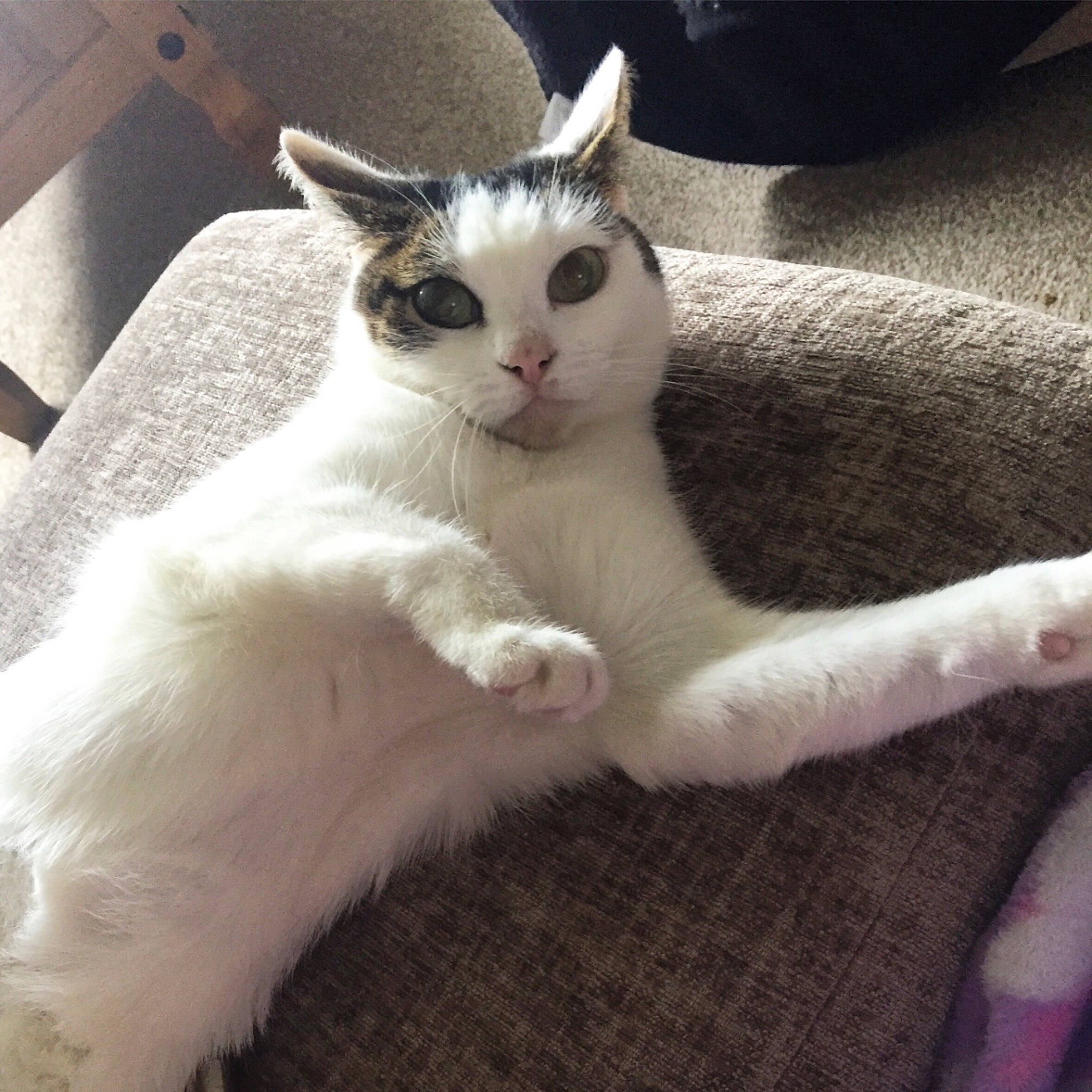 Ponyo is registered to the contest to win money with this photo: aegean_cat, burmilla, carnivore, cat, domestic_short_haired_cat, ear, felidae, javanese, kitten, mammal, polydactyl_cat, small_to_medium_sized_cats, tail, turkish_van, whiskers