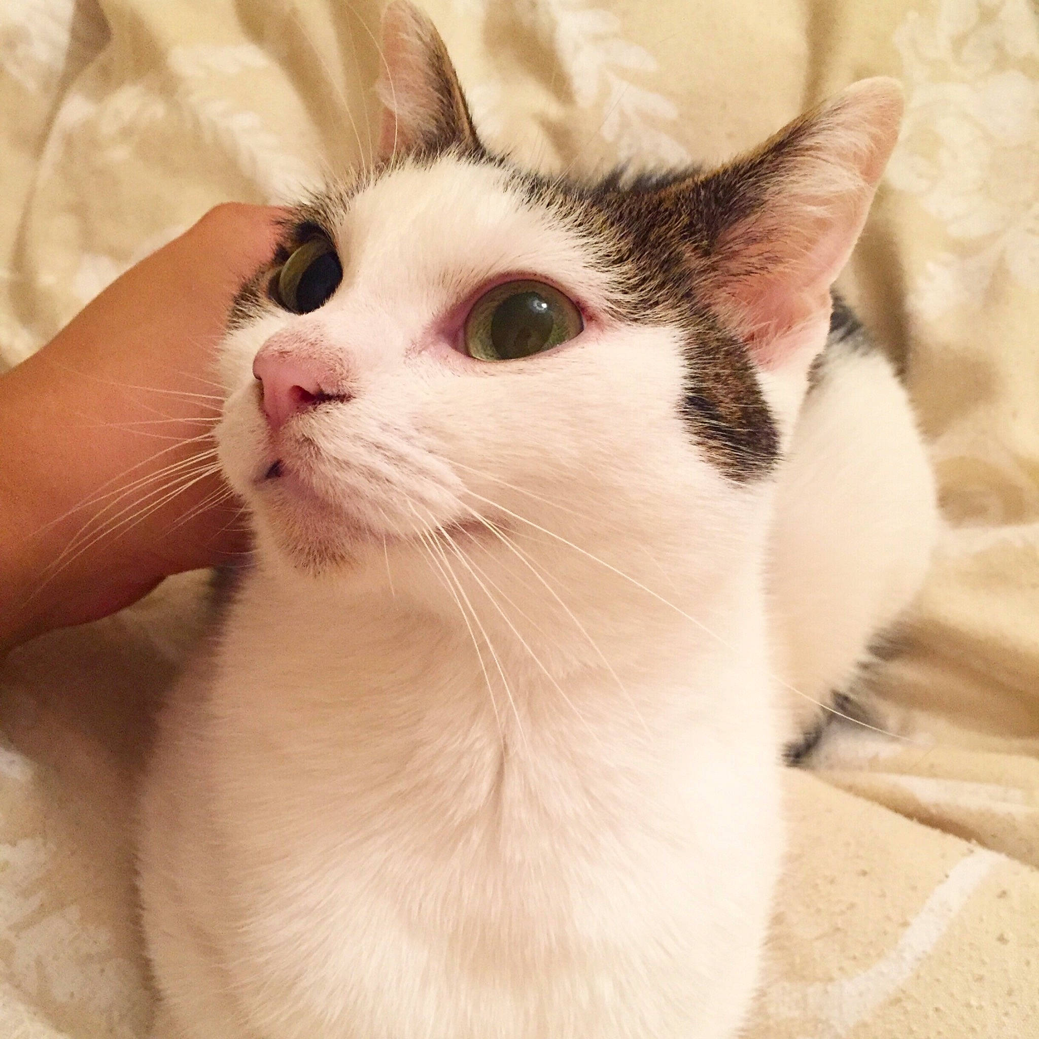 Ponyo is registered to the contest to win money with this photo: aegean_cat, american_wirehair, asian, burmilla, carnivore, cat, domestic_short_haired_cat, ear, eye, felidae, fur, japanese_bobtail, javanese, kitten, mammal, small_to_medium_sized_cats, snout, turkish_van, whiskers