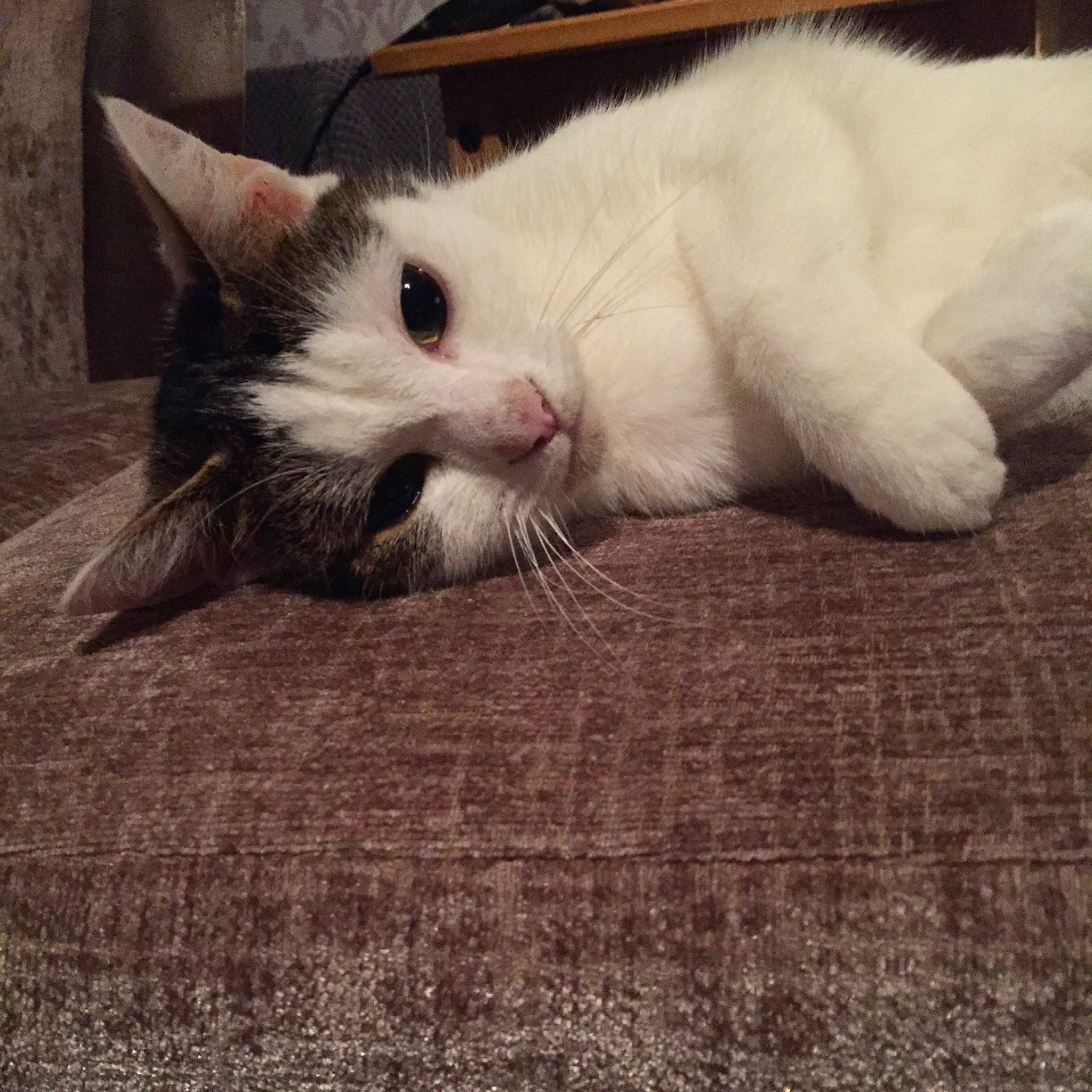 Ponyo is registered to the contest to win money with this photo: carnivore, cat, claw, ear, european_shorthair, eye, felidae, fur, kitten, mammal, nose, paw, ragdoll, skin, small_to_medium_sized_cats, snout, tail, turkish_angora, turkish_van, whiskers