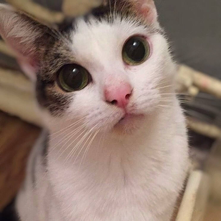 Ponyo is registered to the contest to win money with this photo: aegean_cat, american_wirehair, carnivore, cat, domestic_short_haired_cat, ear, eye, felidae, fur, kitten, mammal, munchkin, nose, small_to_medium_sized_cats, snout, turkish_van, whiskers