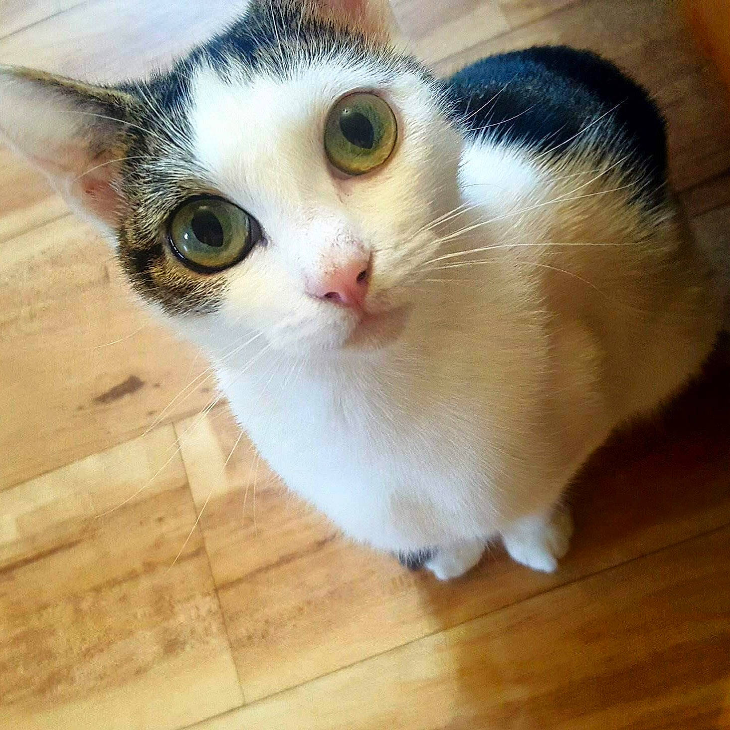 Ponyo is registered to the contest to win money with this photo: aegean_cat, american_wirehair, asian, carnivore, cat, domestic_short_haired_cat, european_shorthair, eye, fawn, felidae, fur, japanese_bobtail, kitten, mammal, nose, polydactyl_cat, singapura, small_to_medium_sized_cats, snout, whiskers