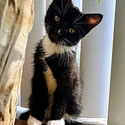 Juno is registered to the contest to win money with this photo: animal, black_and_white, cat, curious, cute, domestic, fur, indoor, kitten, pet, shadow, sitting, small, sunlight, tuxedo_cat, vertical_blinds, whiskers, window, wooden_surface, young
