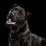 Hampi a rejoint le concours — aidez-le/la à gagner de superbes lots ! animal, black_background, black_dog, canine, close_up, collar, cute, dog, domestic_animal, friendly, fur, happy, mammal, pet, playful, portrait, smiling, studio_photo, tongue_out, winking