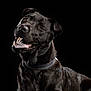 animal, black_background, black_dog, canine, close_up, collar, cute, dog, domestic_animal, friendly, fur, happy, mammal, pet, playful, portrait, smiling, studio_photo, tongue_out, winking