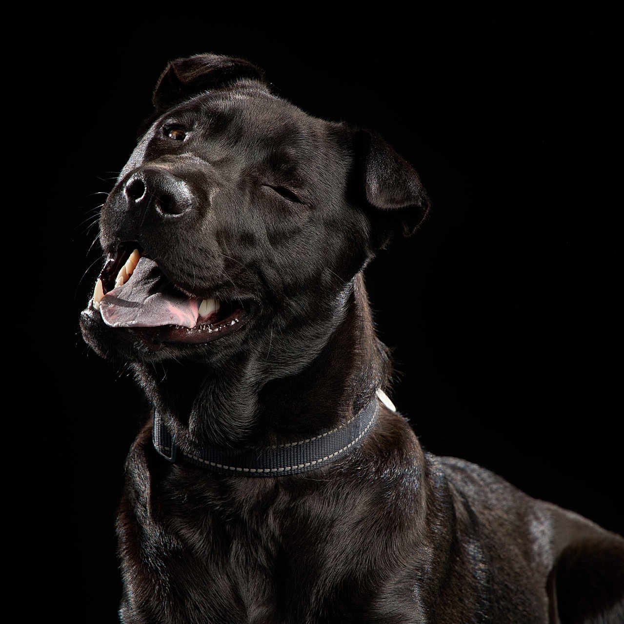 Hampi a rejoint le concours — aidez-le/la à gagner de superbes lots ! animal, black_background, black_dog, canine, close_up, collar, cute, dog, domestic_animal, friendly, fur, happy, mammal, pet, playful, portrait, smiling, studio_photo, tongue_out, winking
