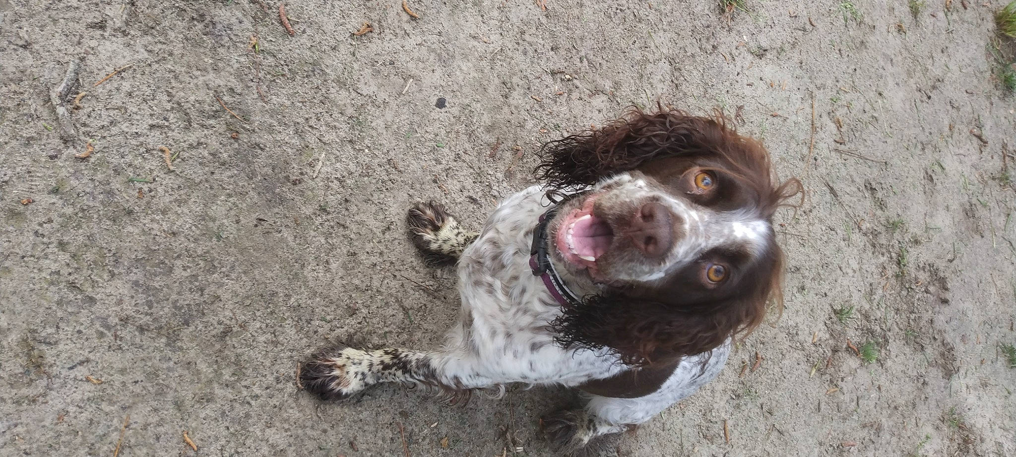 River joined the competition — help win amazing prizes! asphalt, canidae, carnivore, companion_dog, dog, dog_breed, eye, fawn, fur, jaw, liver, road_surface, snout, soil, spaniel, sporting_group, street_dog, terrestrial_animal, whiskers, working_animal