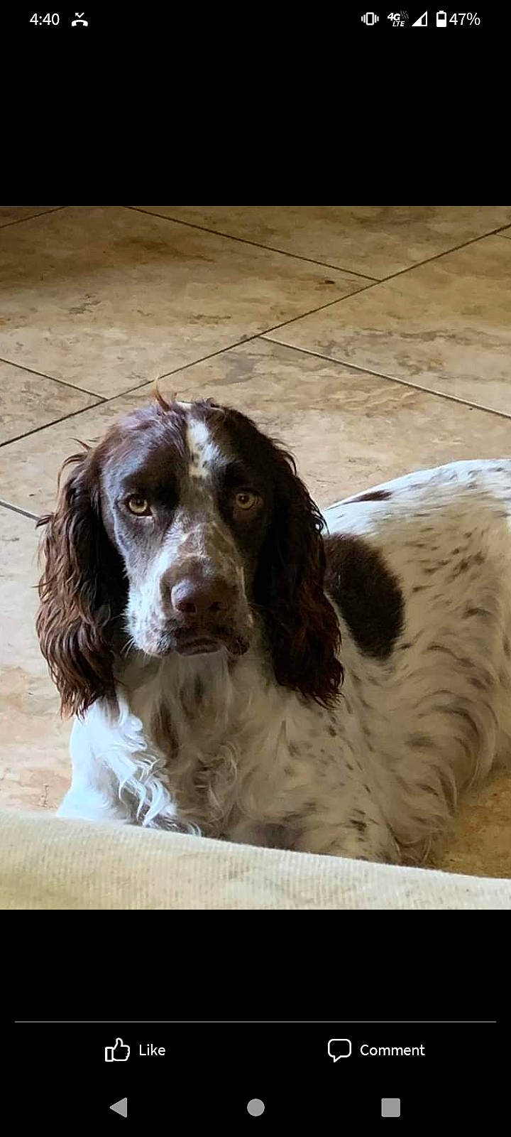 River joined the competition — help win amazing prizes! bored, canidae, carnivore, cocker_spaniel, companion_dog, dog, dog_breed, ear, fur, gun_dog, hunting_dog, liver, russian_spaniel, snout, spaniel, sporting_group, terrestrial_animal, whiskers, working_animal