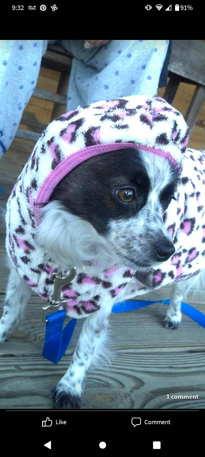 Sasha joined the competition — help win amazing prizes! cap, carnivore, collar, companion_dog, costume_hat, dog, dog_breed, dog_clothes, dog_collar, dog_supply, fashion_accessory, fur, hat, magenta, pattern, purple, snout, sporting_group, whiskers, working_animal