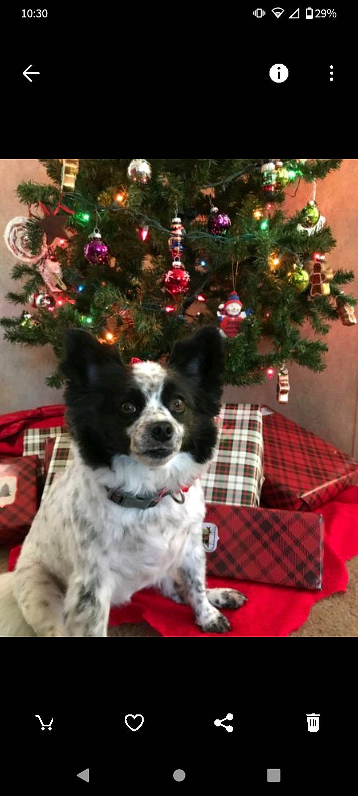 Sasha is registered to the contest to win money with this photo: carnivore, christmas, christmas_decoration, christmas_eve, christmas_ornament, christmas_tree, companion_dog, conifer, dog, dog_breed, event, fur, holiday, holiday_ornament, interior_design, ornament, pattern, plaid, sporting_group, tartan