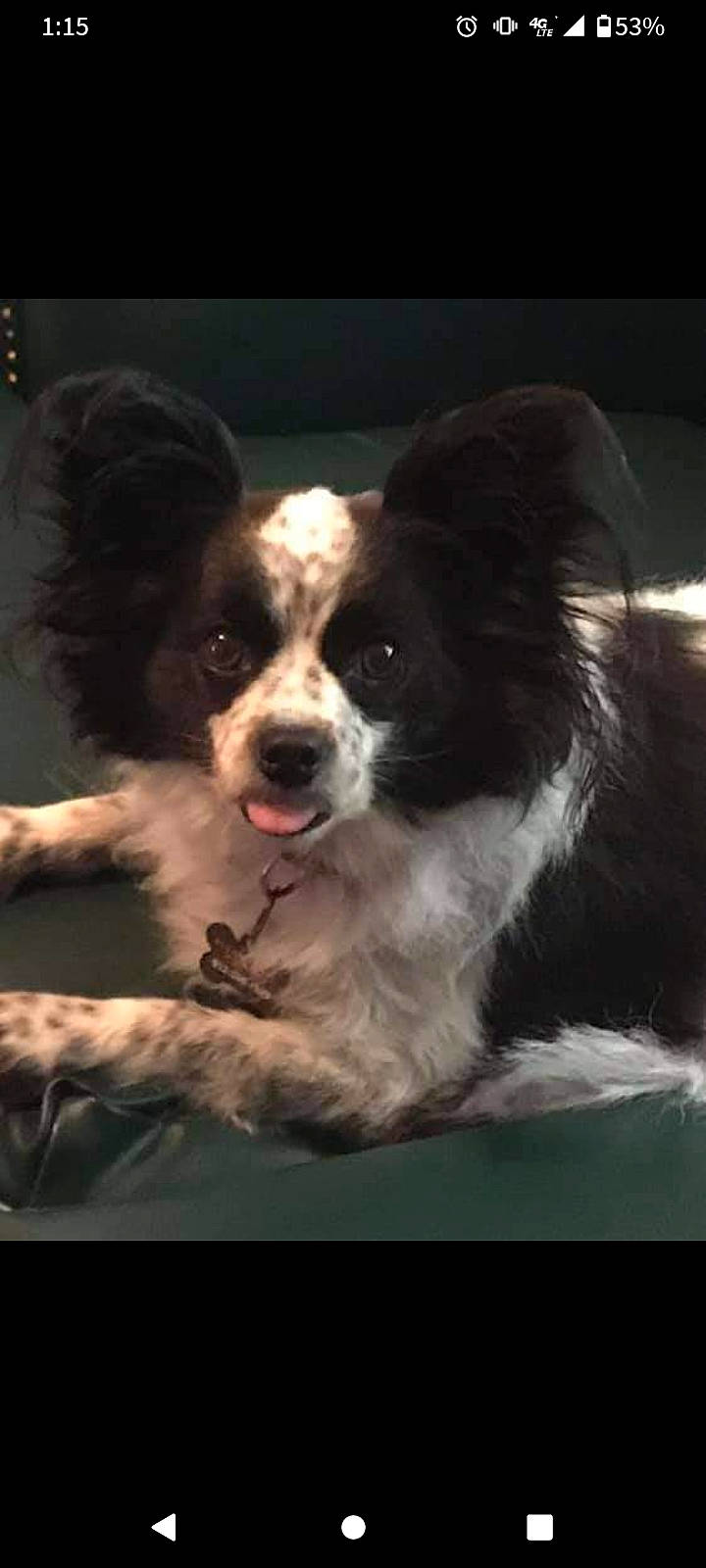 Sasha joined the competition — help win amazing prizes! art, australian_shepherd, border_collie, bored, canidae, carnivore, companion_dog, darkness, dog, dog_breed, fur, gun_dog, herding_dog, snout, sporting_group, terrestrial_animal, whiskers, working_animal, working_dog