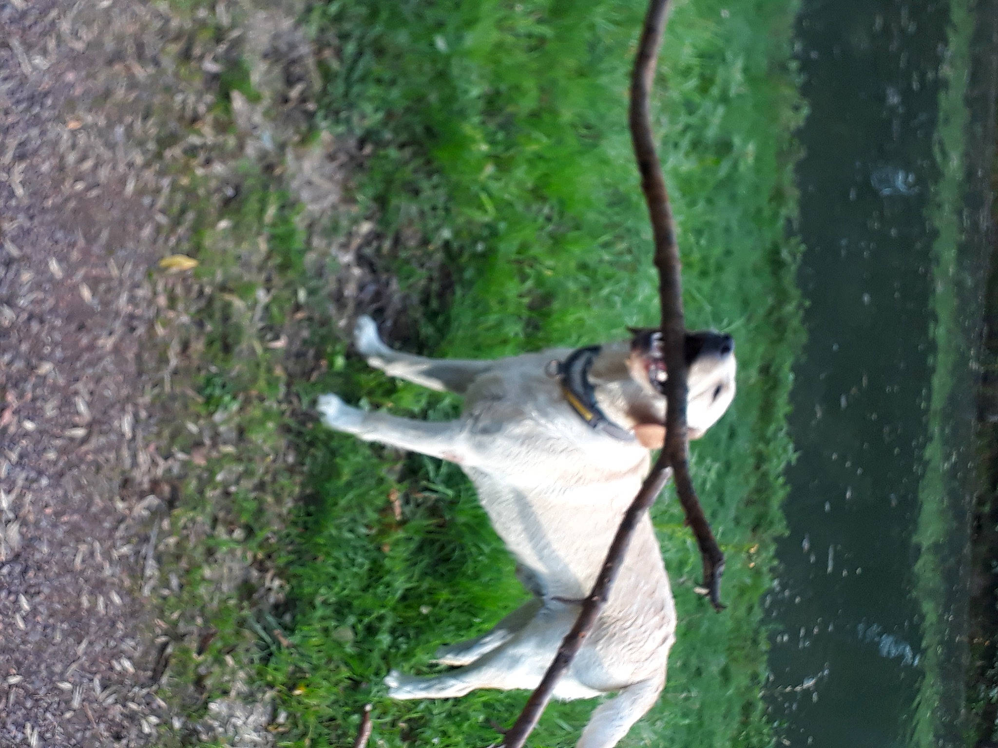 Oslow a rejoint le concours — aidez-le/la à gagner de superbes lots ! adventure, beak, canidae, dog_breed, fawn, grass, jungle, plant, primate, snout, sporting_group, tail, terrestrial_animal, wildlife, wood, zoo