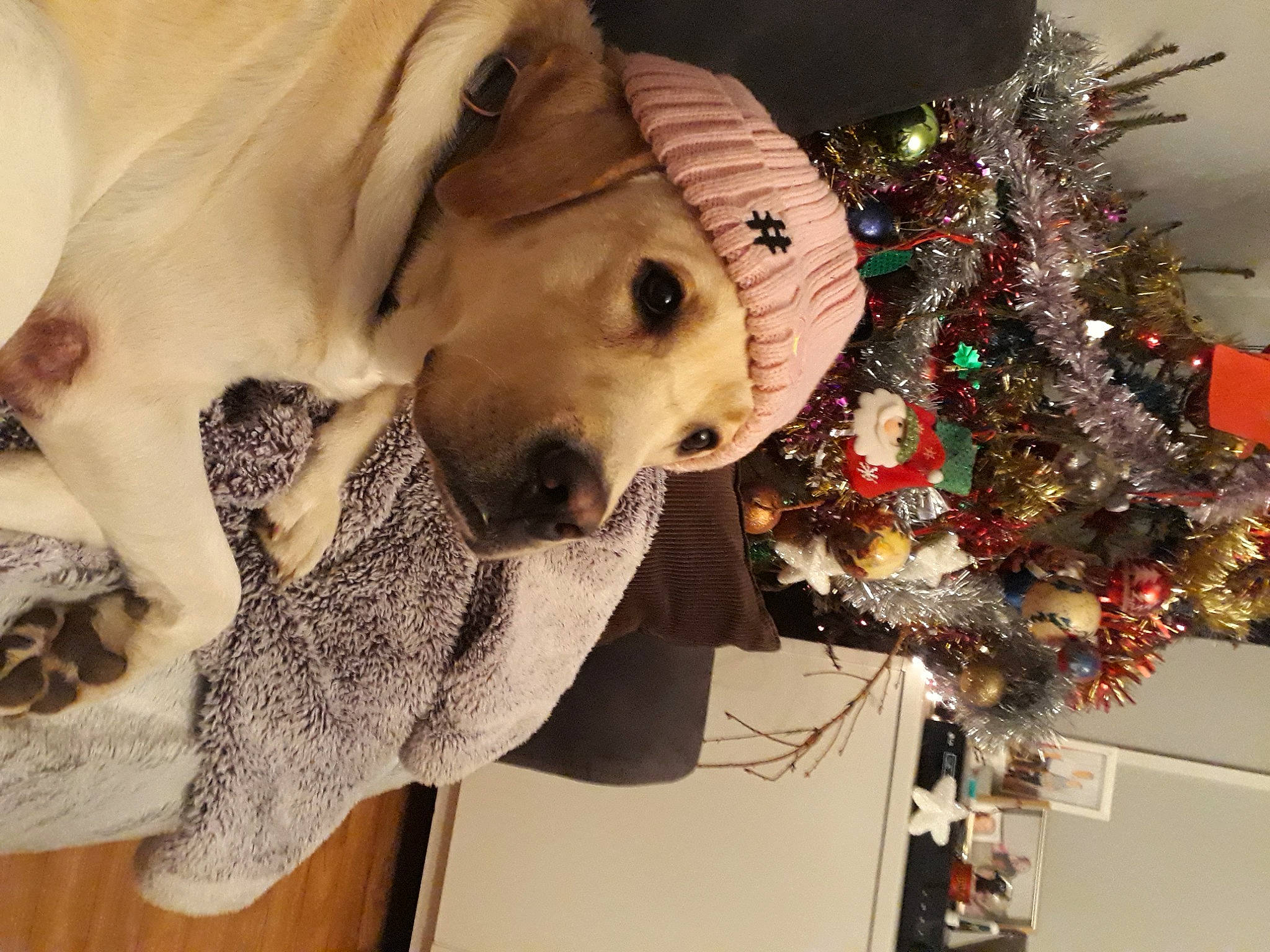 Oslow a rejoint le concours — aidez-le/la à gagner de superbes lots ! carnivore, christmas_decoration, christmas_ornament, christmas_tree, companion_dog, dog, dog_breed, event, eyewear, fawn, hat, holiday, holiday_ornament, ornament, snapshot, snout, sporting_group, tree, whiskers, working_animal