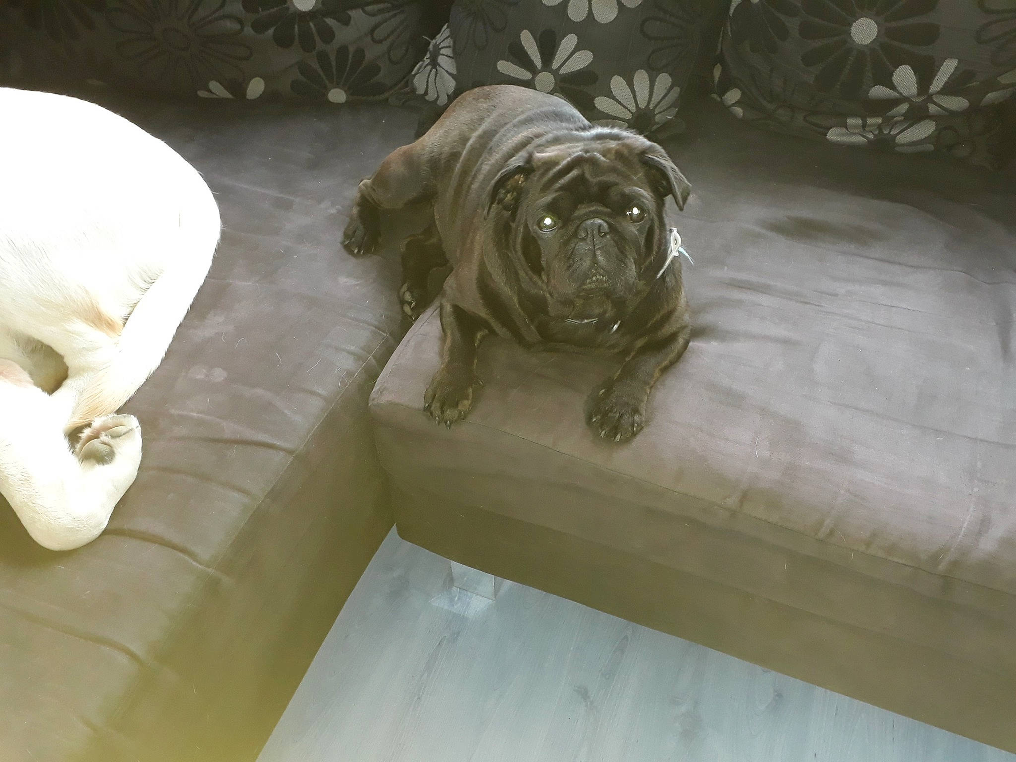 Hayden participe au concours pour gagner de l'argent avec cette photo : art, artifact, big_cats, canidae, carnivore, carving, comfort, companion_dog, dog, dog_breed, fawn, felidae, grey, metal, sculpture, snout, sporting_group, terrestrial_animal, toy_dog, wood