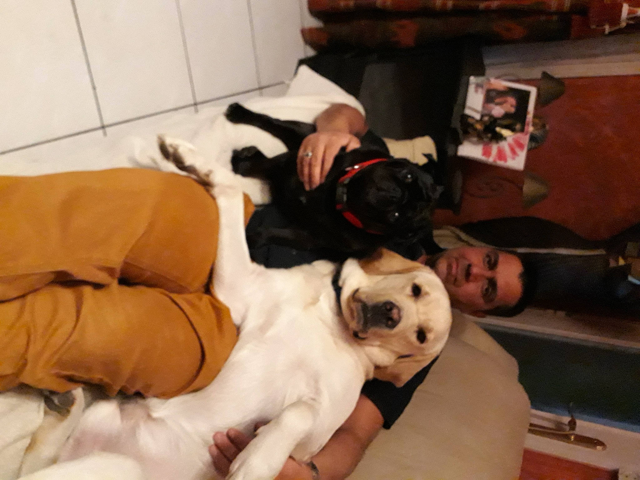 Hayden a rejoint le concours — aidez-le/la à gagner de superbes lots ! abdomen, canidae, carnivore, comfort, companion_dog, couch, dog, dog_breed, fawn, fur, knee, linens, picture_frame, room, sitting, snout, sporting_group, stuffed_toy, toy, toy_dog