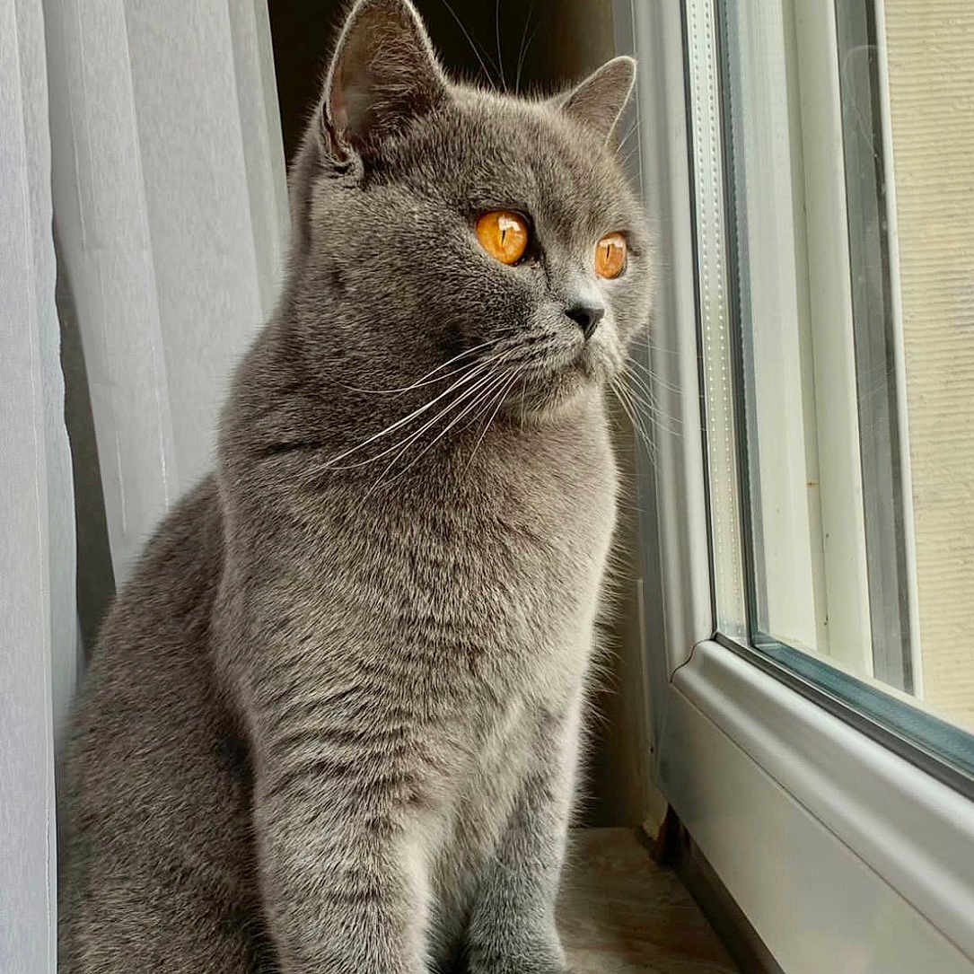 Serise participe au concours pour gagner de l'argent avec cette photo : abyssinian, angora, animal, cat, kitten, manx, pet, window, windowsill