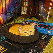Lumen is registered to the contest to win money with this photo: kitten, cat, orange_cat, hat, pinstriped, indoor, pet, animal, sleepy, cozy, feline, playpen, carpet, colorful, patterned, household_items, floor, cute, resting, small