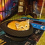 kitten, cat, orange_cat, hat, pinstriped, indoor, pet, animal, sleepy, cozy, feline, playpen, carpet, colorful, patterned, household_items, floor, cute, resting, small