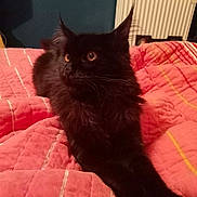 Zeus participe au concours pour gagner de l'argent avec cette photo : cat, black_cat, pet, feline, animal, indoor, bed, blanket, quilt, fur, whiskers, relaxing, cute, domestic_animal, mammal, sleepy, cozy, resting, pink, soft