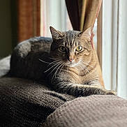 Grady joined the competition — help win amazing prizes! cat, tabby_cat, feline, pet, indoor, couch, furniture, window, curtains, sunlight, relaxing, whiskers, fur, animal, domestic, cozy, brown, comfortable, portrait, resting
