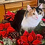 cat, calico, holiday_wreath, poinsettia, pine_cone, red_ornament, greenery, kitchen, countertop, wooden_cabinet, indoor, pet, festive, decorative, feline, animal, fluffy, close_up, christmas, seasonal