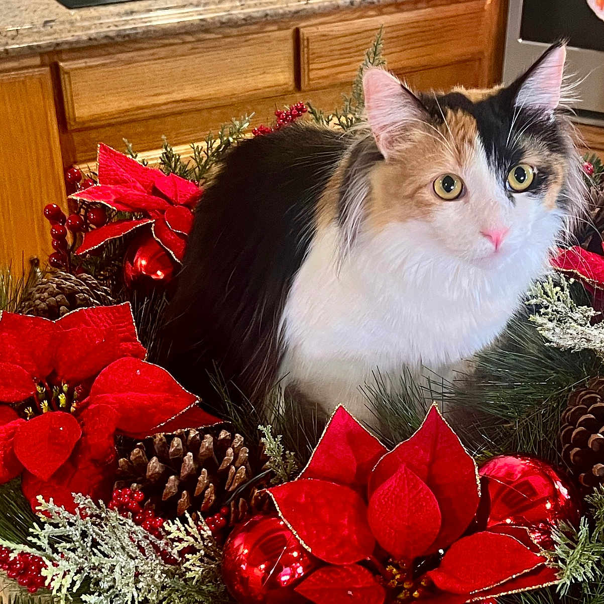Lucy is registered to the contest to win money with this photo: animal, calico, cat, christmas, close_up, countertop, decorative, feline, festive, fluffy, greenery, holiday_wreath, indoor, kitchen, pet, pine_cone, poinsettia, red_ornament, seasonal, wooden_cabinet