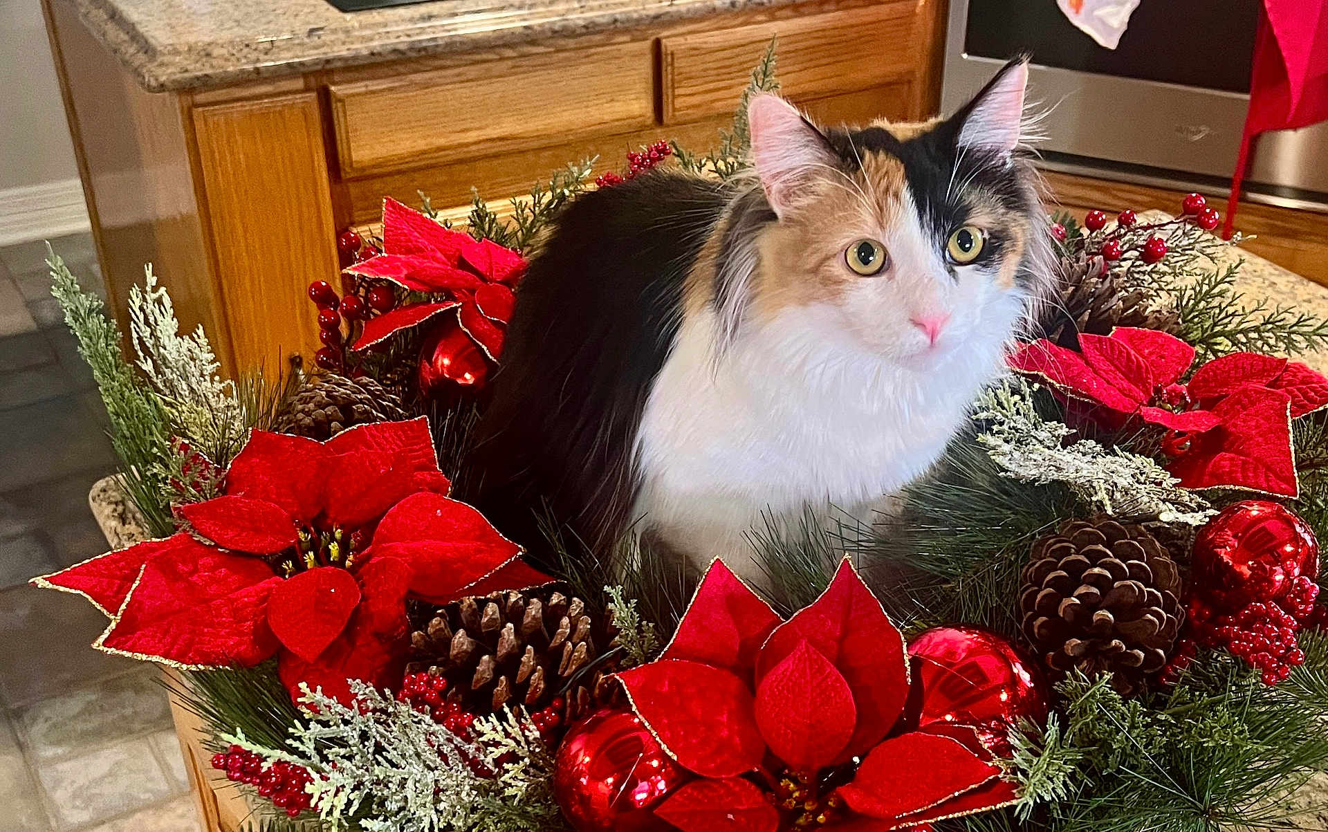 Lucy is registered to the contest to win money with this photo: cat, calico, holiday_wreath, poinsettia, pine_cone, red_ornament, greenery, kitchen, countertop, wooden_cabinet, indoor, pet, festive, decorative, feline, animal, fluffy, close_up, christmas, seasonal