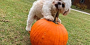 Winston Dickens is registered to the contest to win money with this photo: dog, puppy, pumpkin, grass, outdoor, fall, autumn, costume, bat_wings, playful, cute, pet, nature, trees, house, yard, greenery, festive, holiday, animal