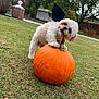 dog, puppy, pumpkin, grass, outdoor, fall, autumn, costume, bat_wings, playful, cute, pet, nature, trees, house, yard, greenery, festive, holiday, animal