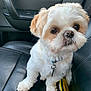 dog, pet, car_interior, leather_seat, collar, key, toy, white_fur, tan_fur, close_up, cute, small_dog, sitting, indoor, animal, companion, fur, ears, snout, eyes