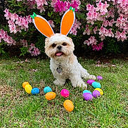 Winston Dickens joined the competition — help win amazing prizes! dog, bunny_ears, easter_eggs, grass, flowers, pink_flowers, outdoor, pet, cute, spring, holiday, colorful, animal, playful, tongue_out, fur, small_dog, garden, greenery, festive