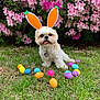 dog, bunny_ears, easter_eggs, grass, flowers, pink_flowers, outdoor, pet, cute, spring, holiday, colorful, animal, playful, tongue_out, fur, small_dog, garden, greenery, festive