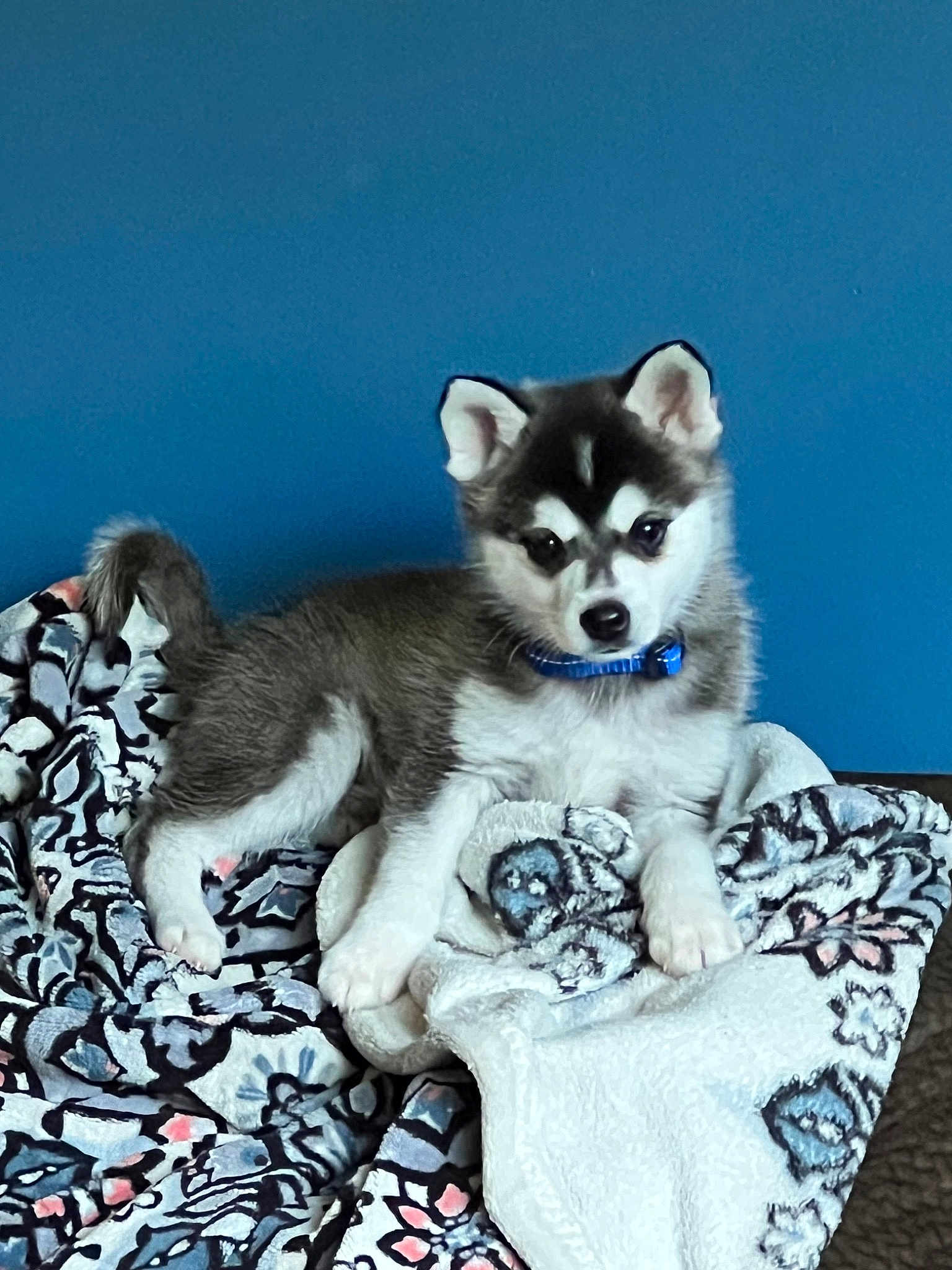 Zeus