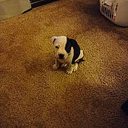 Star joined the competition — help win amazing prizes! puppy, dog, carpet, indoor, black_and_white, small, cute, pet, floor, laundry_basket, bookshelf, curious, young, domestic_animal, fur, sitting, household, animal, companion, adorable