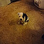 adorable, animal, black_and_white, bookshelf, carpet, companion, curious, cute, dog, domestic_animal, floor, fur, household, indoor, laundry_basket, pet, puppy, sitting, small, young