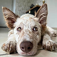 Aston participe au concours pour gagner de l'argent avec cette photo : dog, close_up, ears, floor, indoor, pet, canine, lying_down, nose, paws, fur, animal, domestic_animal, brown_eyes, whiskers, snout, relaxed, cute, portrait, muzzle