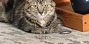 Sassy is registered to the contest to win money with this photo: cat, tabby, fur, yellow_eyes, whiskers, beaded_bracelet, hair_tie, fabric, pattern, teapot, wooden_tray, indoor, pet, relaxed, resting, closeup, cozy, decor, home, animal