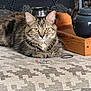 cat, tabby, fur, yellow_eyes, whiskers, beaded_bracelet, hair_tie, fabric, pattern, teapot, wooden_tray, indoor, pet, relaxed, resting, closeup, cozy, decor, home, animal