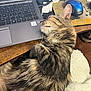 Sassy is registered to the contest to win money with this photo: cat, tabby_cat, sleeping, laptop, computer, mouse, mouse_pad, wooden_desk, fluffy, cozy, indoor, technology, pet, resting, close_up, feline, home_office, electronics, relaxed, workspace
