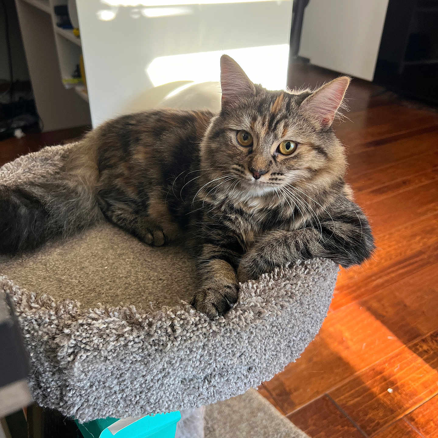 Sassy joined the competition — help win amazing prizes! animal, cat, cat_perch, cozy, cute, domestic, ears, eyes, fluffy, furniture, home, indoor, pet, relaxed, resting, soft, sunlight, tabby, whiskers, wooden_floor