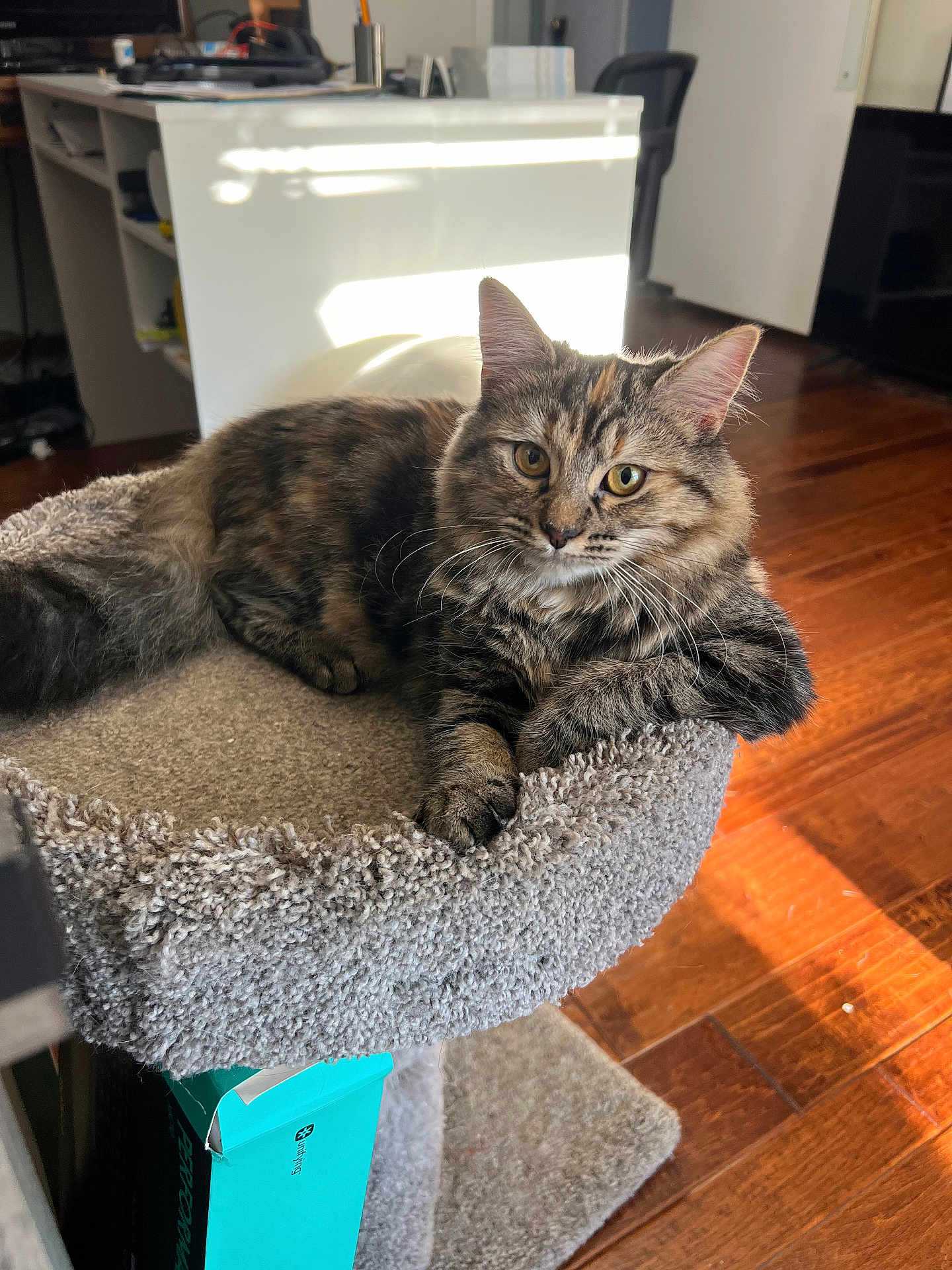 Sassy joined the competition — help win amazing prizes! cat, tabby, fluffy, pet, indoor, cat_perch, furniture, wooden_floor, sunlight, relaxed, animal, cute, domestic, whiskers, ears, eyes, home, cozy, resting, soft