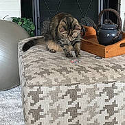 Sassy is registered to the contest to win money with this photo: cat, tabby, beads, bracelet, ottoman, patterned_fabric, fireplace, wooden_tray, teapot, exercise_ball, carpet, indoor, pet, furniture, curious, animal, domestic, cozy, living_room, decor